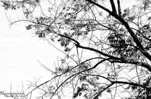 B & W branches